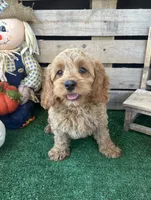 F1 Wesson, a male Cockapoo for sale in Pacolet, SC – 3 of 8