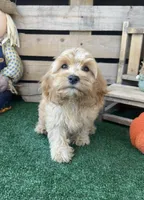 F1 Browning , a male Cockapoo for sale in Pacolet, SC – 3 of 8