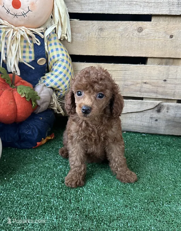 AKC Maui – Poodle - Toy  puppy for sale in Pacolet, SC