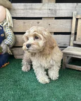 F1 Browning , a male Cockapoo for sale in Pacolet, SC – 2 of 8