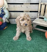 F1 Cove, a male Cockapoo for sale in Pacolet, SC – 3 of 8