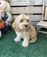 F1 Browning , a male Cockapoo for sale in Pacolet, SC – 4 of 8