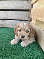F1 Smith, a male Cockapoo for sale in Pacolet, SC – 3 of 3