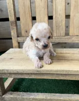 CKC Honey, a female Poodle - Toy  for sale in Pacolet, SC – 2 of 4