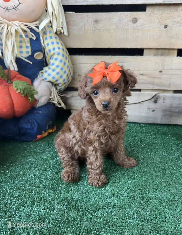 AKC Moana – Poodle - Toy  puppy for sale in Pacolet, SC