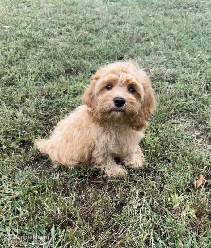 F1 Browning  – Cockapoo puppy for sale in Pacolet, SC