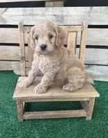 F1 Kimber, a male Cockapoo for sale in Pacolet, SC – 2 of 3