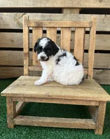CKC Oreo, a male Poodle - Toy  for sale in Pacolet, SC – 3 of 3
