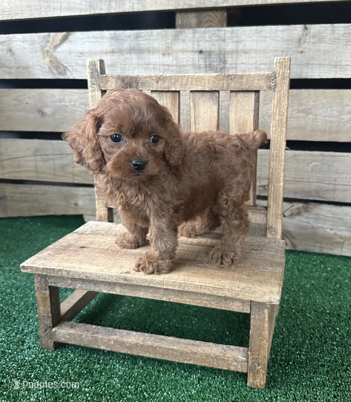 F1 Ocean – Cockapoo puppy for sale in Pacolet, SC