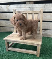 F1 Ocean, a male Cockapoo for sale in Pacolet, SC – 1 of 2