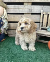 F1 Browning , a male Cockapoo for sale in Pacolet, SC – 5 of 8