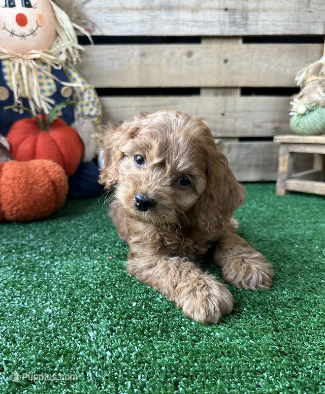 F1 Cove – Cockapoo puppy for sale in Pacolet, SC