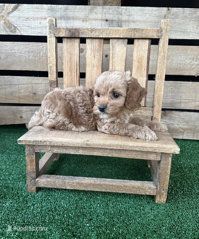 F1 Sunny – Cockapoo puppy for sale in Pacolet, SC