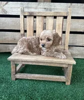 F1 Sunny, a male Cockapoo for sale in Pacolet, SC – 2 of 2