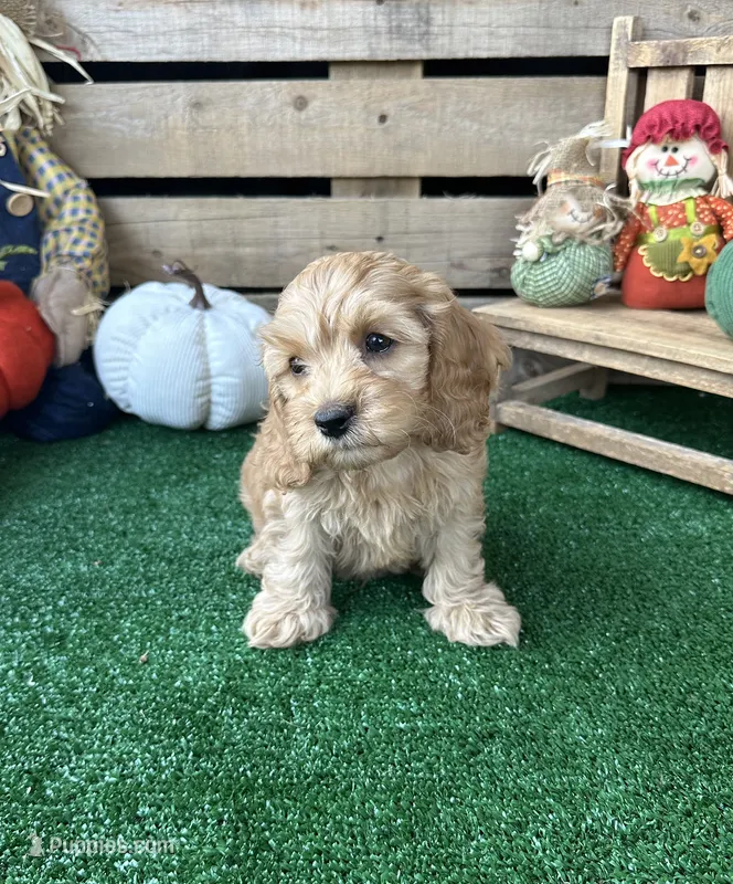 Browning  – Cockapoo puppy for sale in Pacolet, SC