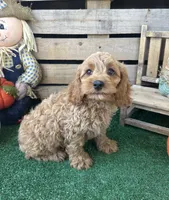 F1 Wesson, a male Cockapoo for sale in Pacolet, SC – 4 of 8