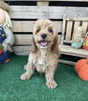 F1 Sunny, a male Cockapoo for sale in Pacolet, SC – 3 of 8