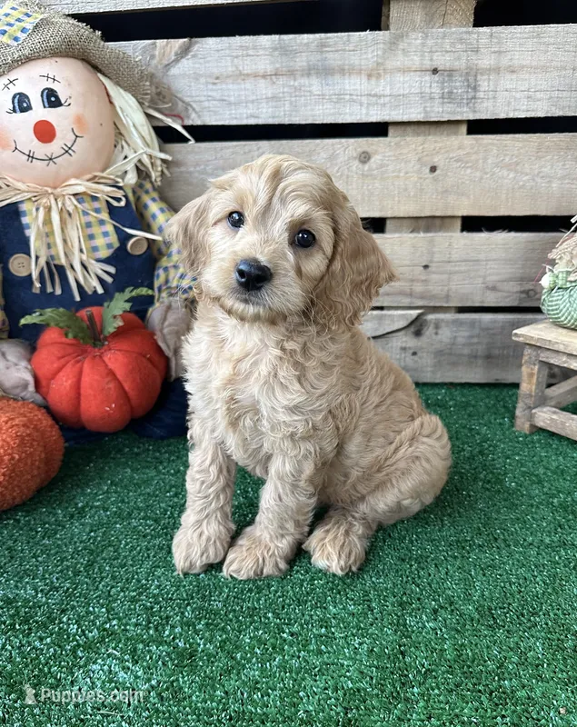 F1 Kimber – Cockapoo puppy for sale in Pacolet, SC