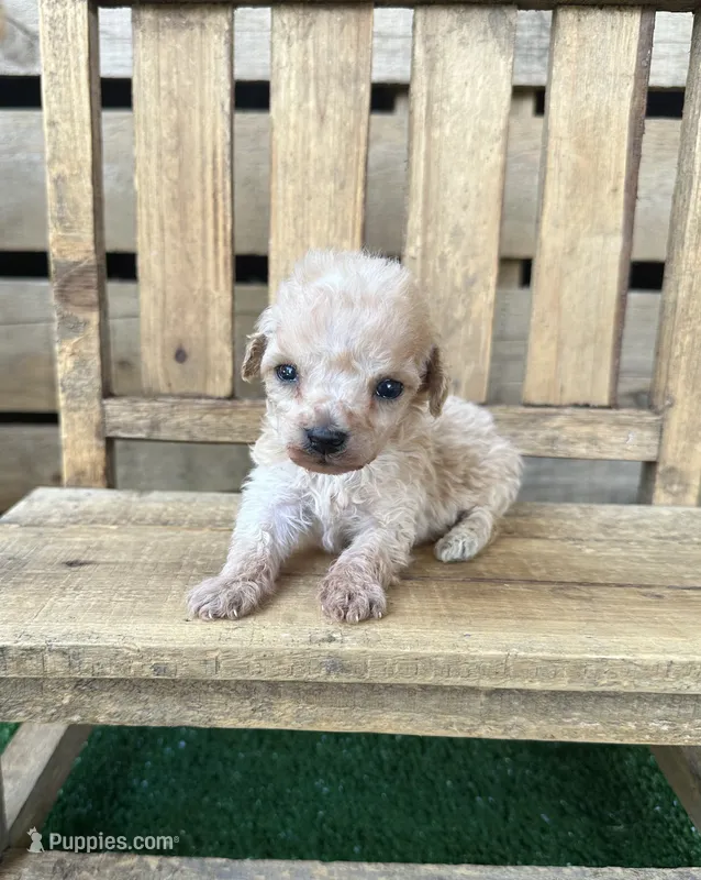CKC Honey – Poodle - Toy  puppy for sale in Pacolet, SC