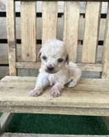CKC Honey, a female Poodle - Toy  for sale in Pacolet, SC – 1 of 4