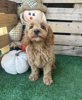 F1 Wesson, a male Cockapoo for sale in Pacolet, SC – 5 of 8