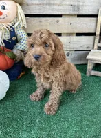 F1 Ocean, a male Cockapoo for sale in Pacolet, SC – 7 of 8