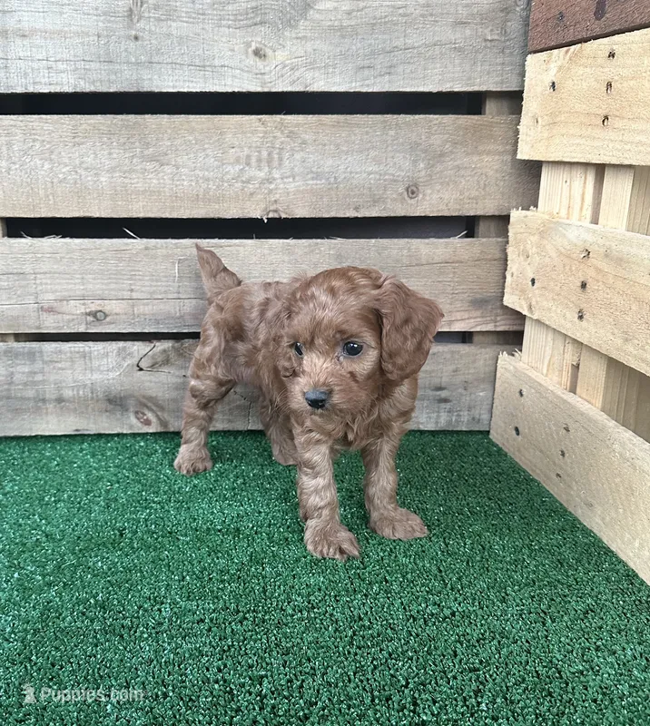 F1 Ray – Cockapoo puppy for sale in Pacolet, SC