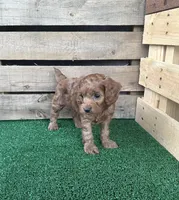 F1 Ray, a male Cockapoo for sale in Pacolet, SC – 1 of 2