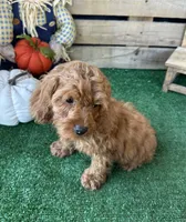 F1 Ocean, a male Cockapoo for sale in Pacolet, SC – 3 of 8