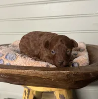 AKC Moana, a female Poodle - Toy  for sale in Pacolet, SC – 3 of 3