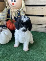 CKC Oreo, a male Poodle - Toy  for sale in Pacolet, SC – 3 of 4