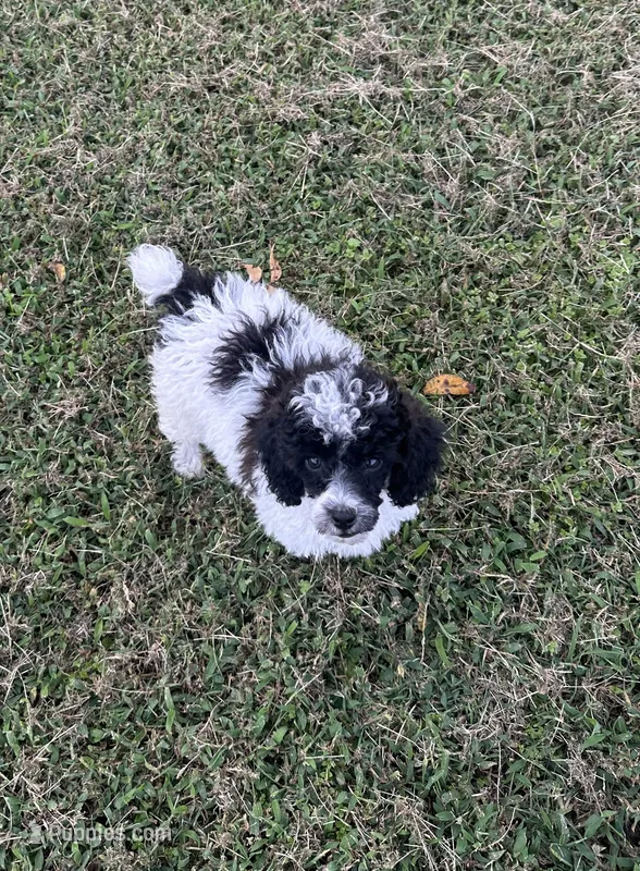 CKC Oreo – Poodle - Toy  puppy for sale in Pacolet, SC