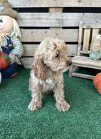 F1 Sunny, a male Cockapoo for sale in Pacolet, SC – 8 of 8