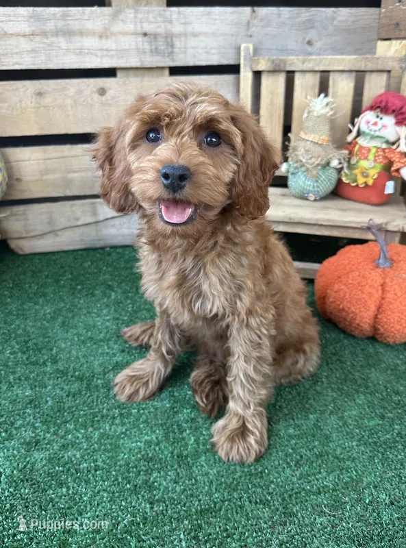  F1 Ray – Cockapoo puppy for sale in Pacolet, SC