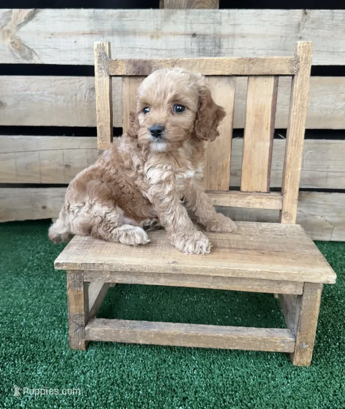 F1 Sunny – Cockapoo puppy for sale in Pacolet, SC