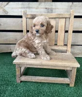 F1 Sunny, a male Cockapoo for sale in Pacolet, SC – 1 of 2