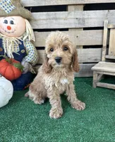 F1 Sunny, a male Cockapoo for sale in Pacolet, SC – 7 of 8