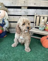 F1 Sunny, a male Cockapoo for sale in Pacolet, SC – 5 of 8
