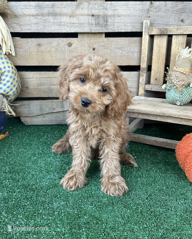 F1 Cove – Cockapoo puppy for sale in Pacolet, SC