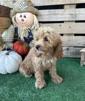 F1 Sunny, a male Cockapoo for sale in Pacolet, SC – 4 of 8