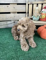 F1 Cove, a male Cockapoo for sale in Pacolet, SC – 4 of 8