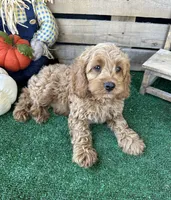 F1 Wesson, a male Cockapoo for sale in Pacolet, SC – 8 of 8