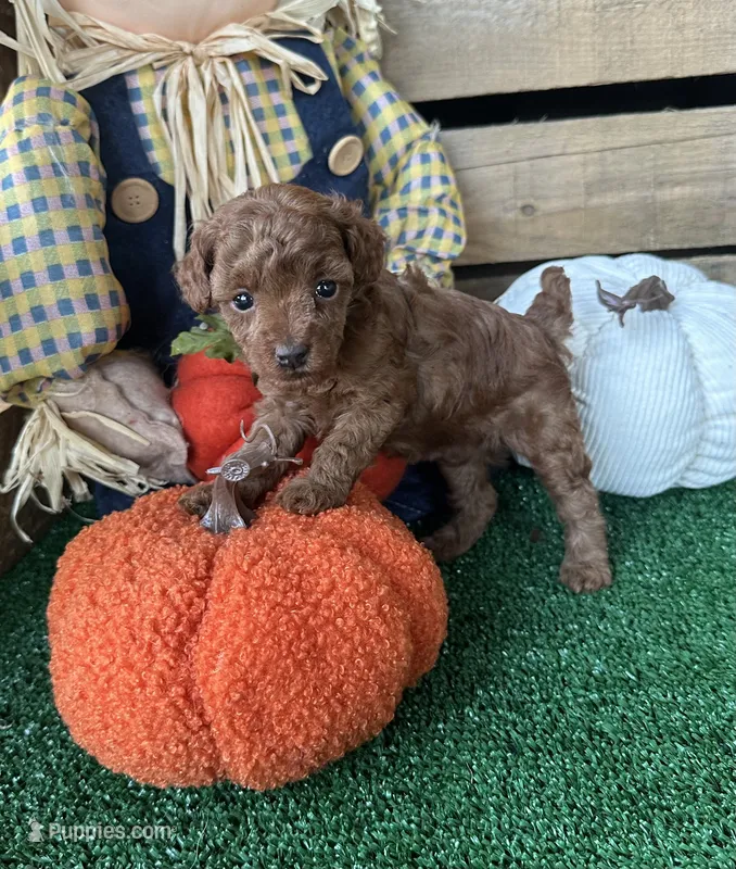 AKC Moana – Poodle - Toy  puppy for sale in Pacolet, SC