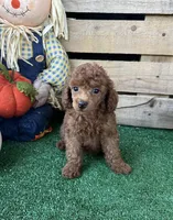 Maui, a male Poodle - Toy  for sale in Pacolet, SC – 4 of 4