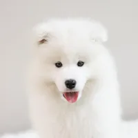 Sparki, a male Samoyed for sale in Linden, WI – Photo 4 of 10