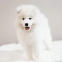 Sparki, a male Samoyed for sale in Linden, WI – Photo 5 of 10