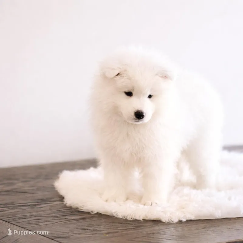 Sparki – Samoyed puppy for sale in Linden, WI