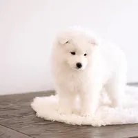 Sparki, a male Samoyed for sale in Linden, WI – Photo 1 of 6