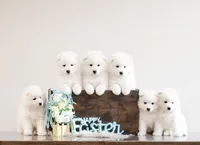 Sparki, a male Samoyed for sale in Linden, WI – Photo 5 of 6