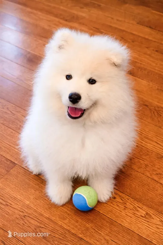 Sparki, a male Samoyed for sale in Linden, WI – Photo 1 of 10